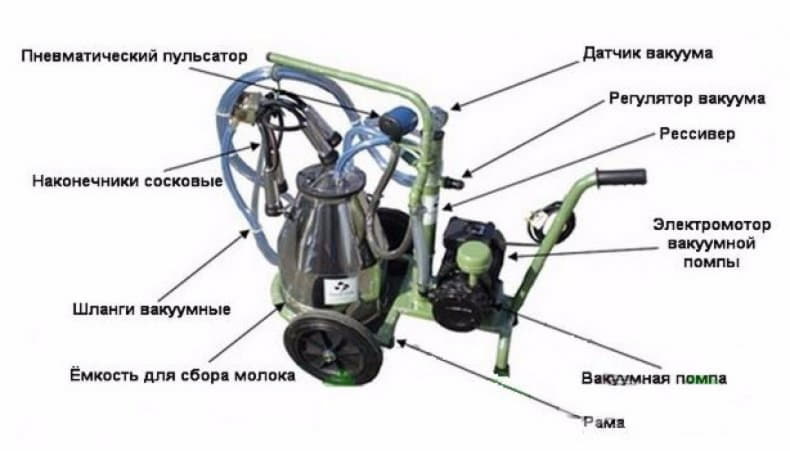 Принцип работы доильного аппарата