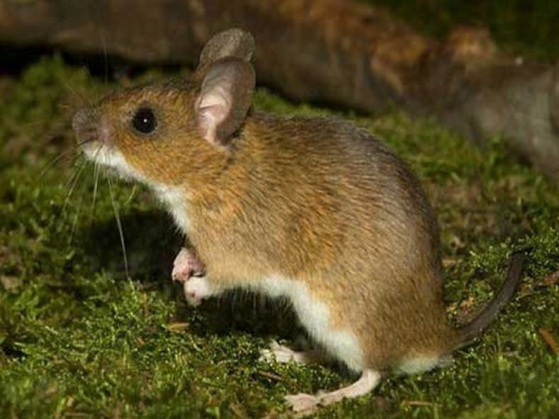 Мыши живущие в лесу. Желтогорлая Лесная мышь. Желтогорлая полевка. Малая Лесная мышь Sylvaemus uralensis. Желтогорлая Степная мышь.