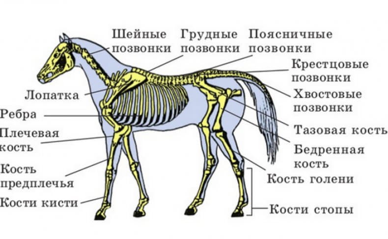 Тело млекопитающих подразделяется на. Парнокопытные строение скелета. Опорно двигательная система лошади. Осевой скелет лошади анатомия. Скелетное строение лошади.