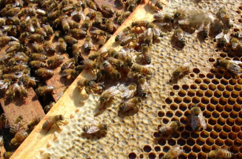 Пчелиная семья. Пчелиная масса. Тайны пчелиной семьи. Пчелы саперы. Пчелы с чего начать начинающему пчеловоду.