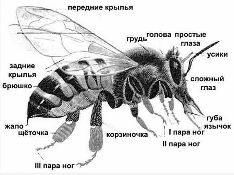 Pszczoła Miodna Struktura Rasa Cechy I Zawartość Cyklu życia 5920