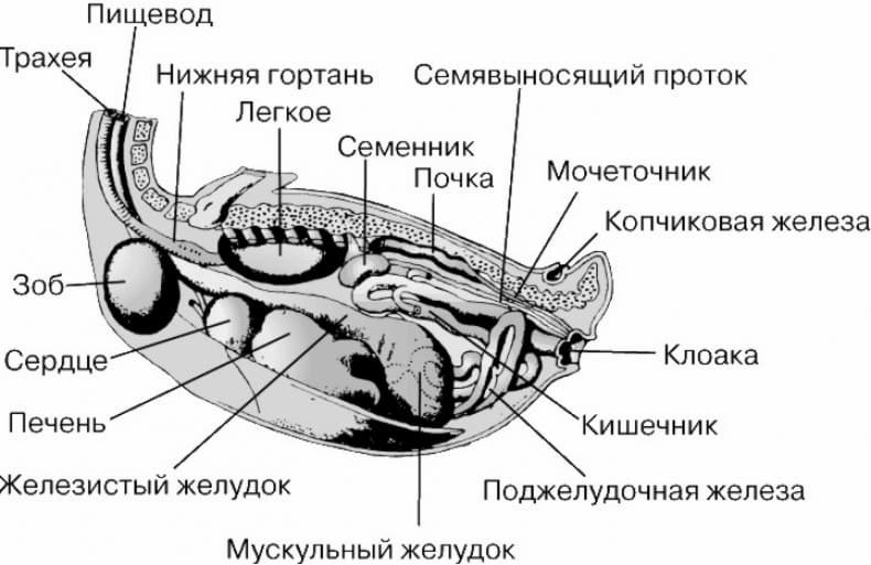 Копчиковая железа птиц обеспечивает. Строение утки внутренние органы. Утка внутреннее строение. Внутреннее строение уток. Пищеварительная система утки анатомия.