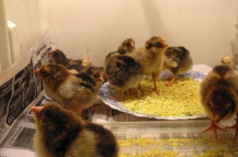 Цыплята первой недели. Цыпленок кушает. Питание цыплят. Цыплята кормятся. Цыпленок 1 день.
