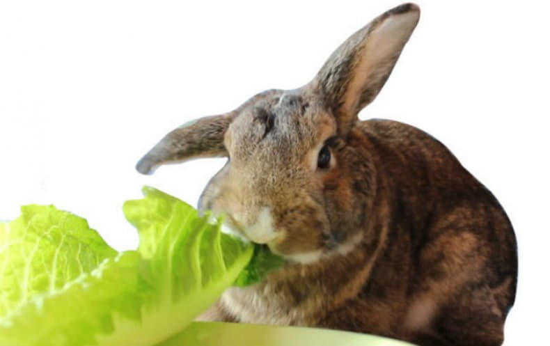 Можно давать кроликам капусту. Заяц ест капусту. Кролик ест капусту. Зайка с капустой. Кролик с капустой.