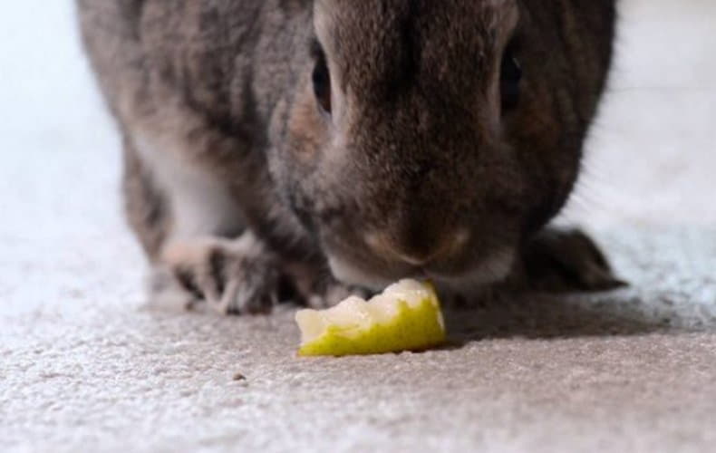 Яблоки кроликам можно давать. Что едят кролики. Кролик лопуховый. Еда для кроликов. Кролик ест грушу.