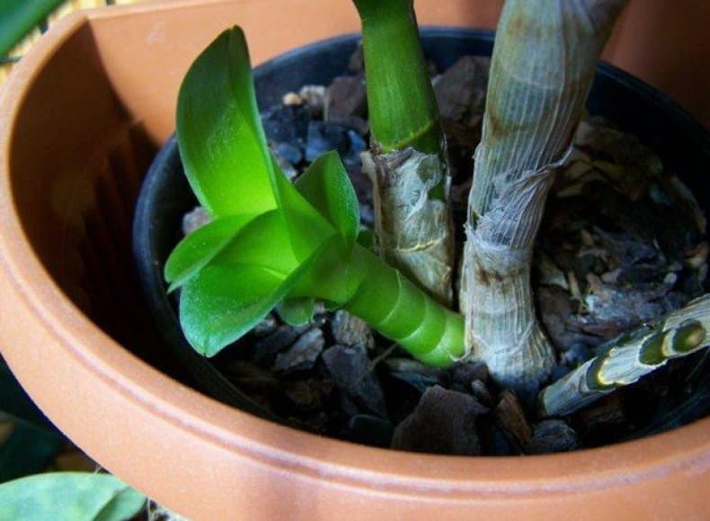 Дендробиум пересадка в домашних условиях. Орхидея Дендробиум фаленопсис. Росток орхидеи Дендробиум. Дендробиум Нобиле размножение. Орхидея Дендробиум размножение.