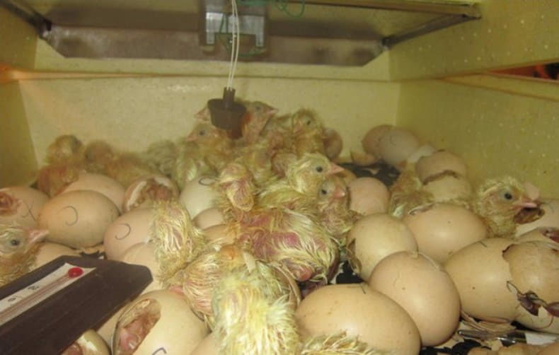 Инкубатор для яиц индоутки. Инкубатор Золушка 98 яиц. Инкубатор Золушка 28 яиц. Вылупление цыплят в инкубаторе Золушка. Инкубатор Золушка на 90 яиц.
