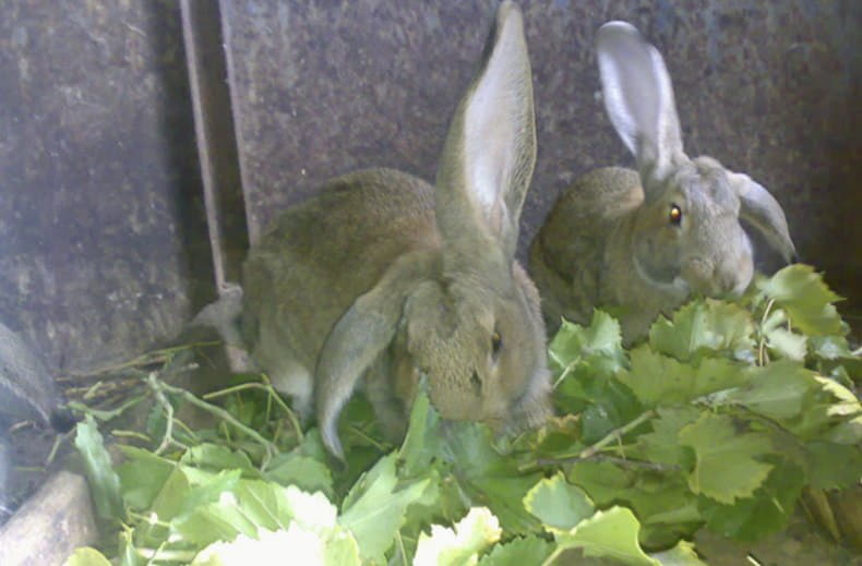 Можно кроликам давать одуванчики. Листовой кролик. Зеленые корма для кроликов. Кролики едят виноград. Кролик в листьях.