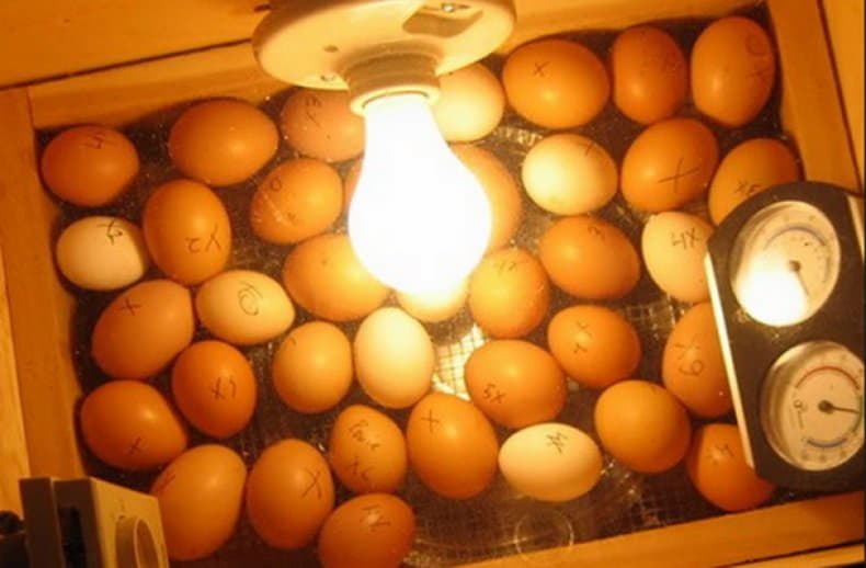 Какие яйца можно закладывать в инкубатор. Инкубатор для индюшиных яиц. Инкубация индюшиных яиц. Яйцо инкубационное индюшиное. Инкубация яиц в инкубаторе.