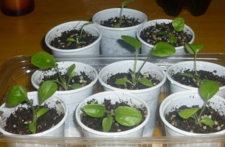 Вырастить герберу из семян в домашних условиях