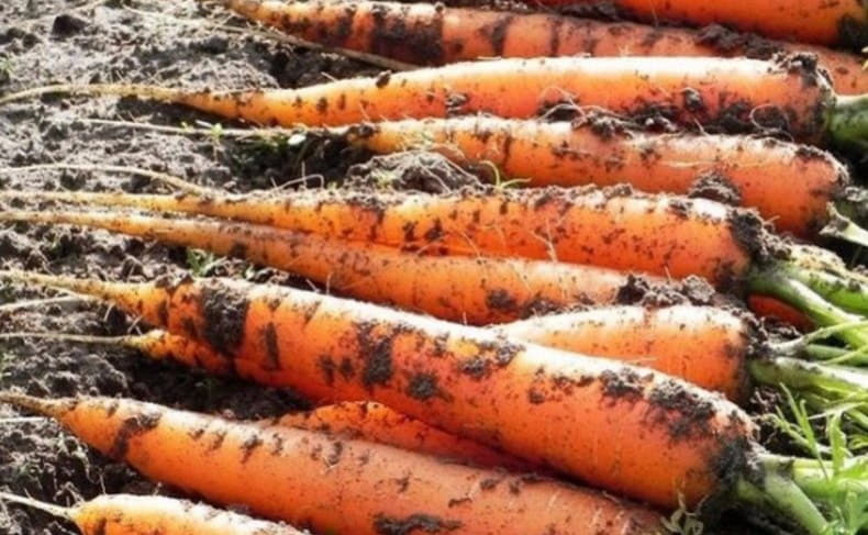 Большое количество моркови. Морковь. Морковь на грядке. Морковь грязная. Крупная морковь.