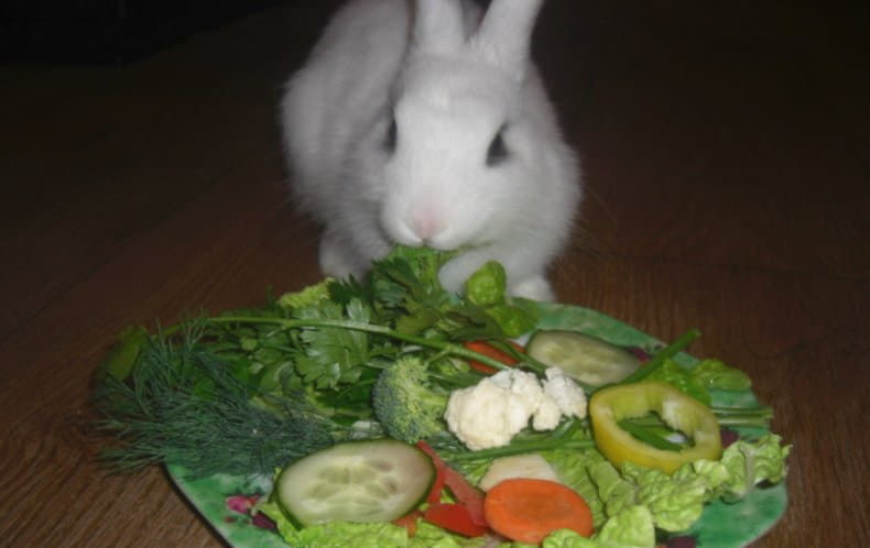 Кроликам можно клубнику. Питание кроликов. Еда для кроликов декоративных. Питание декоративных кроликов. Зелень для кролика декоративного.