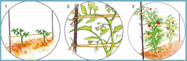 Схема подвязки помидоров в теплице. Подвязать томаты в открытом грунте. Подвязка томатов в открытом грунте способы. Подвязывание томатов в открытом грунте. Способы подвязывать помидоры.